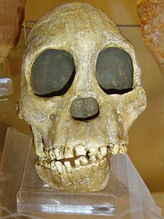 Australopithecus africanus