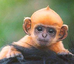 Baby ginger monkey