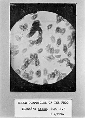 Blood corpuscles of a frog. Wellcome M0011457