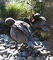 Blue ducks preening