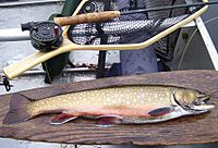 Brook trout, caught on Enchanted Pond, June 2007