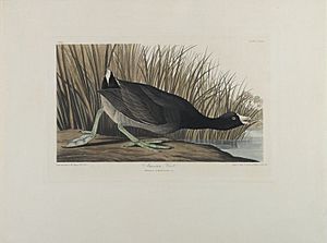 Brooklyn Museum - American Coot - John J. Audubon