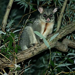 BrushtailPossum