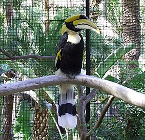 Buceros bicornis -Palmitos Park -Gran Canaria-8a