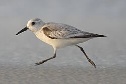 Calidris-alba-001