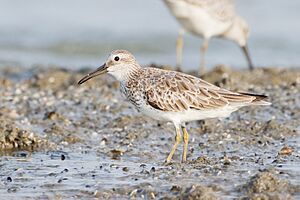 Calidris tenuirostris - Laem Phak Bia.jpg