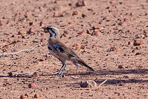 Cinnamon Quial-Thrush (Cinclosoma cinnamomeum).jpg