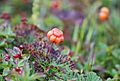 Cloudberries