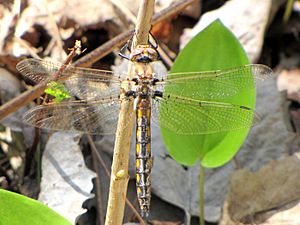 Common Baskettail