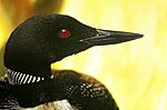 Common Loon head sideways