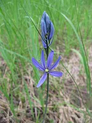 Common camas (Camassia quamash) (7204158764)