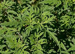 Common ragweed