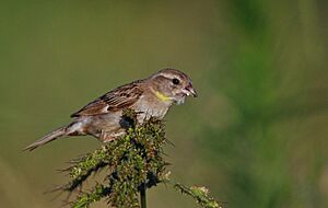 Dead sea sparrow.jpg