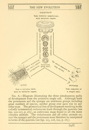 Diagram from Zoogenesis