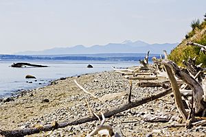 Driftwood on double bluff beach