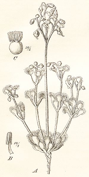 Drosera stolonifera Diels figure