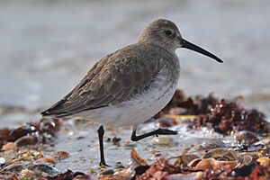 Dunlin (Calidris alpina) (16334525315).jpg