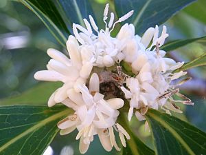 Eidothea hardeniana flower multi