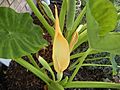 Elephant Ear Flower One