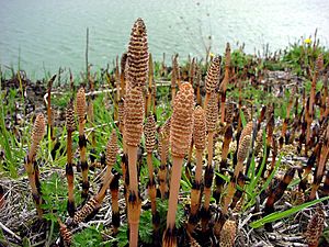 Equisetum arvense fr