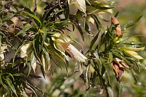 Eremophila alatisepala.jpg