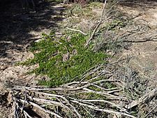 Eremophila serpens habit