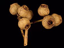 Eucalyptus baileyana fruit