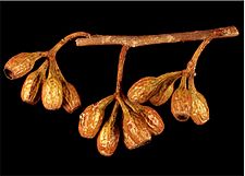 Eucalyptus cylindrocarpa fruit