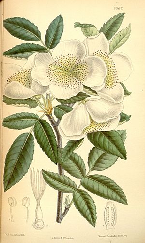 Eucryphia cordifolia drawing