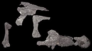 Eustreptospondylus skull fragments (39152089754)