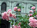 Flowers at the Capitol