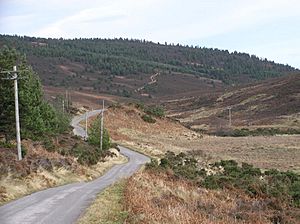 Forest of Birse