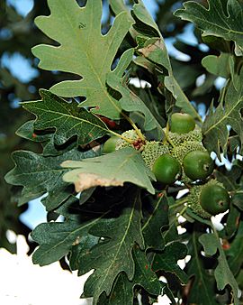 Gambel oak leaves