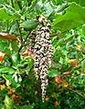 Garrya elliptica James Roof 3