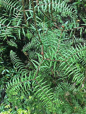 Gleichenia microphylla in Tasmania