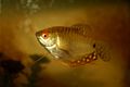 Gold gourami