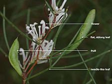 Hakea trifurcata labelled