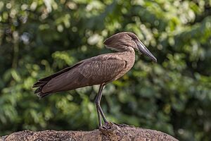 Hamerkop (Scopus umbretta umbretta)