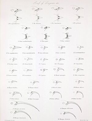 Hawaiian passerine bills