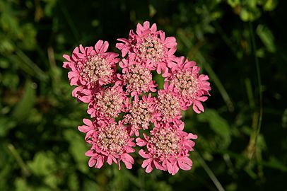 Heracleum austriacum ssp. siifolium PID1404-1