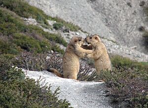 Himalayan marmots