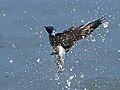 Hirundo tahitica in flight