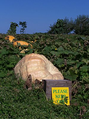 Howard Dill's Pumpkin Patch