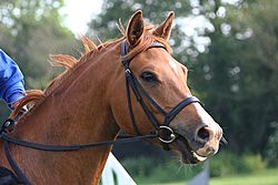 Hunt bridle head