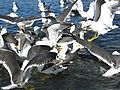 Lesser Black-backed Gulls