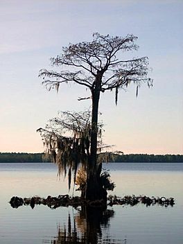 Lone Cypress in Singletary Lake.jpg