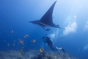 M. Birostris swimming with a diver