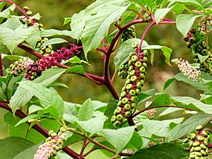 Mature Pokeweed