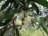 Melaleuca quinquenervia flowers.jpg