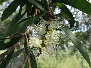 Melaleuca quinquenervia flowers.jpg